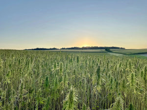 CBD-und-THC-Die-Unterschiede-der-beiden-Cannabinoide Der Hanfbayer