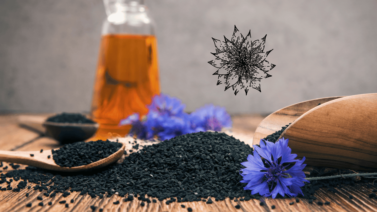 Nigella sativa Schwarzkümmelsamen