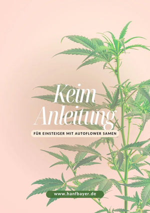 Cannabis Samen Keim Anleitung HANFBAYER