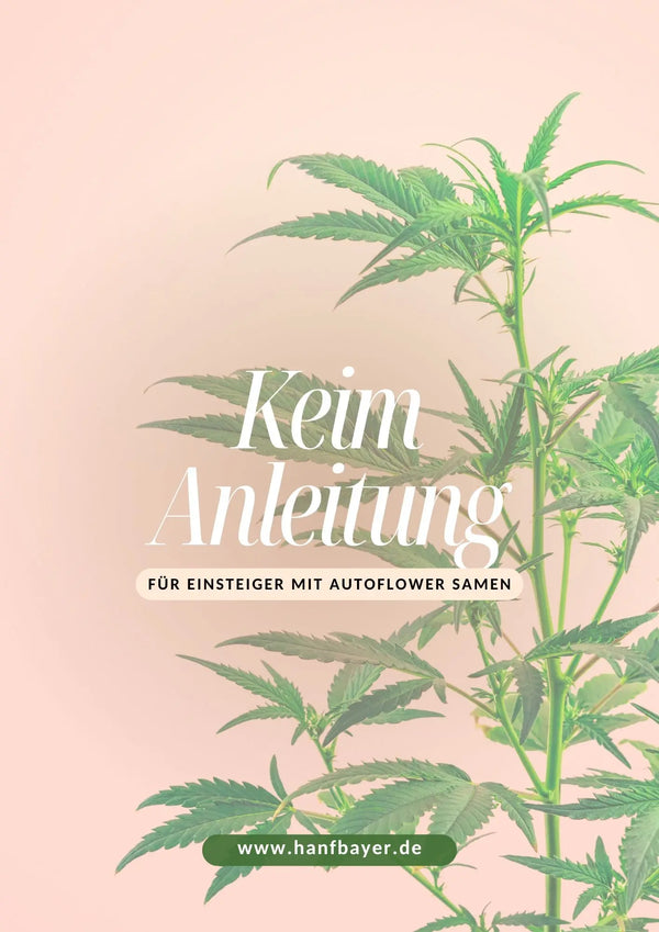 Cannabis Samen Keim Anleitung HANFBAYER