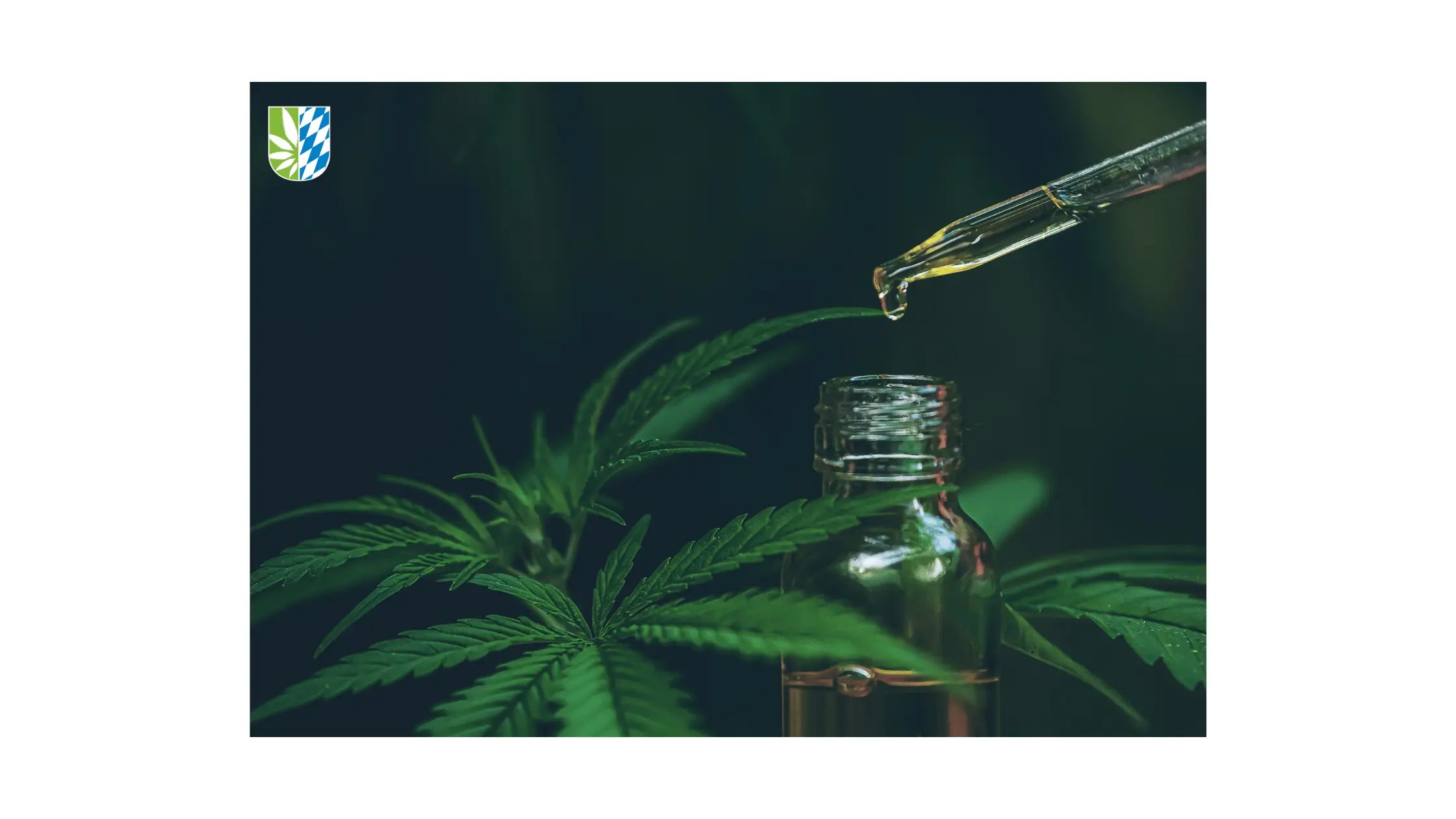CBD gegen Schmerzen  Wirkung, Studien & Tipps zur Anwendung  Der Hanfbayer