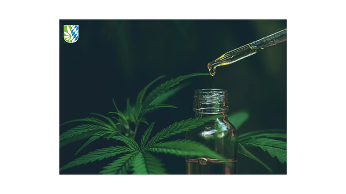 CBD-Öl-bei-Schmerzen-Stand-der-Dinge Der Hanfbayer