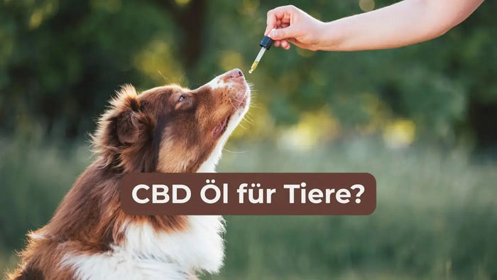 CBD Öl für Tiere