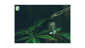CBD Öl Erfahrungen