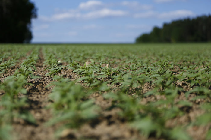 Cannabis Krankheiten