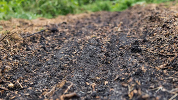 Mikroorganismen für Pflanzen: Der Schlüssel zum gesunden Wachstum