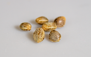 Cannabis Samen für Anfänger