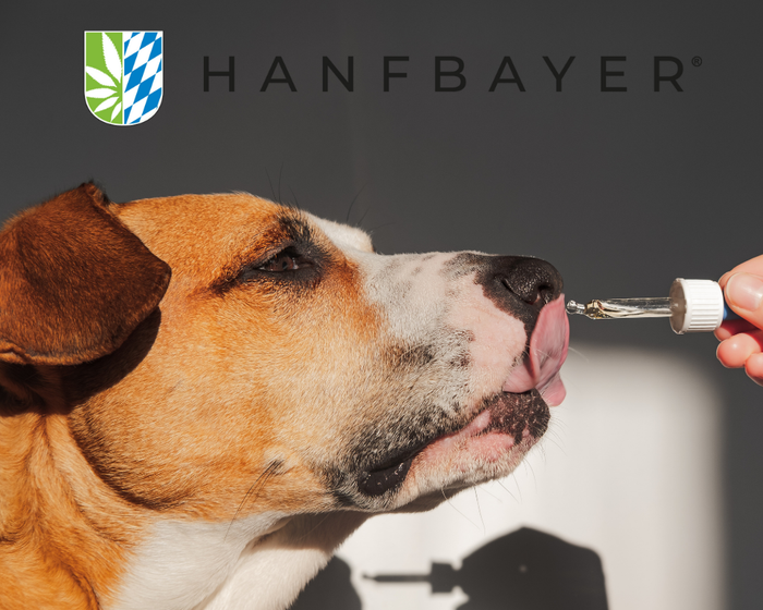 Hanföl für Hunde