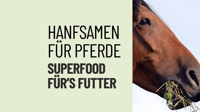 Hanfsamen für Pferde: Natürliches Superfood für das Futter