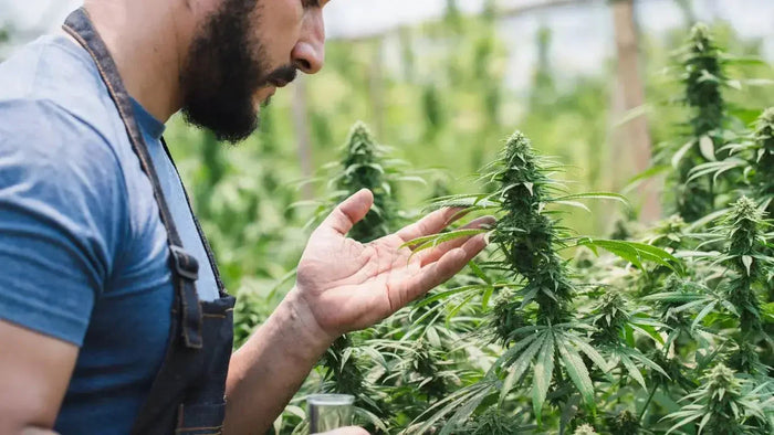 Cannabis düngen