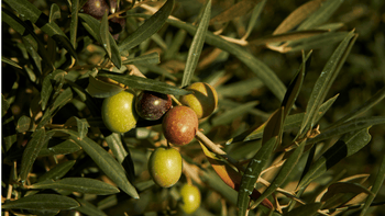 Polyphenole in Lebensmitteln: Dein natürlicher Schutz vor Krankheiten