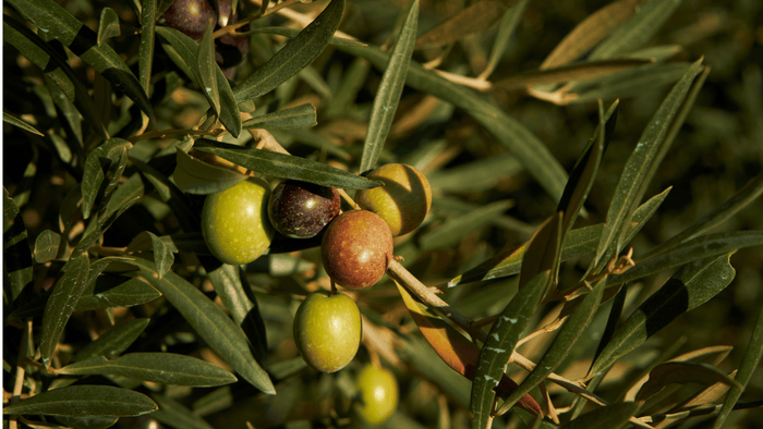 Polyphenole in Lebensmitteln: Dein natürlicher Schutz vor Krankheiten