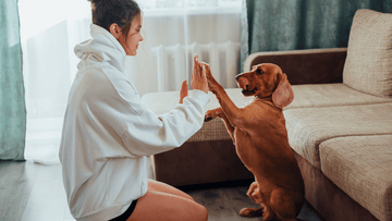 Frau gibt einen Hund ein High 5