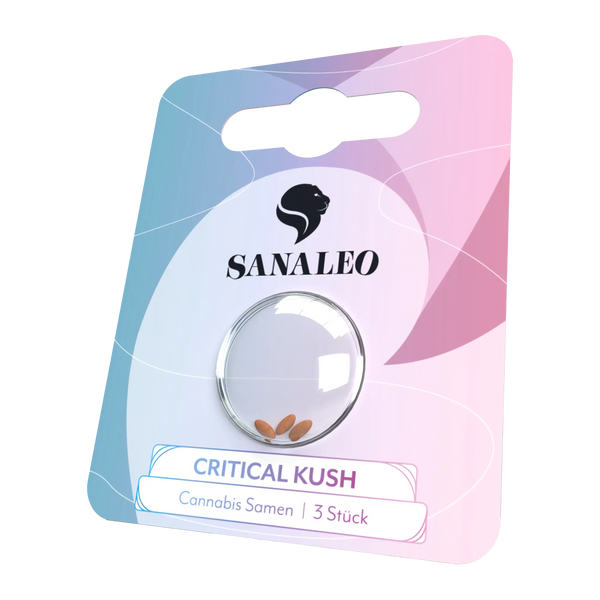 Cannabis Autoflower Samen Critical Kush (3er Pack)